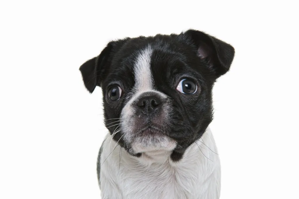 A close up of a Bugg, a mix between the Boston Terrier and Pug.