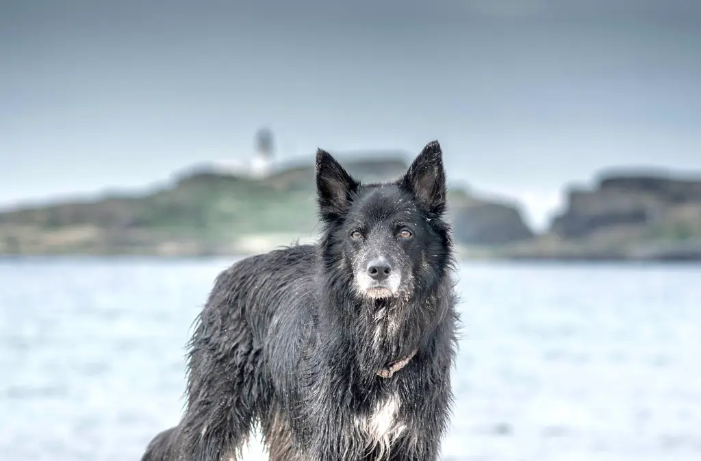 A cross breed collie German shepherd dog on the beach next to the water staring at the camera