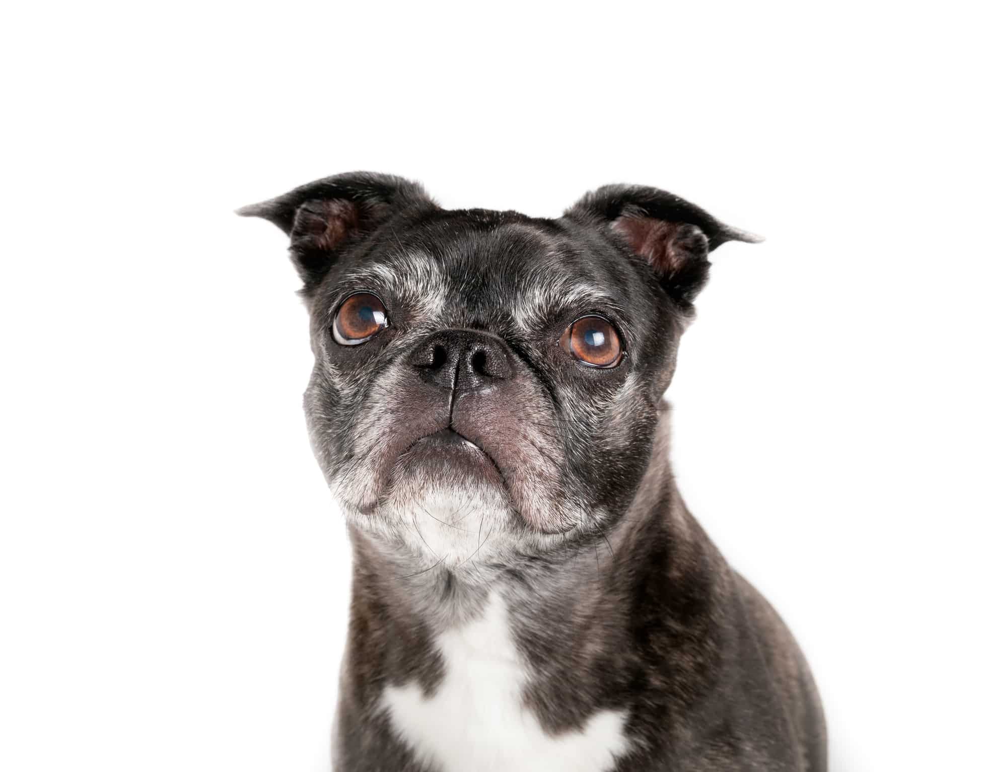 Bugg Dog Breed Information & Characteristics