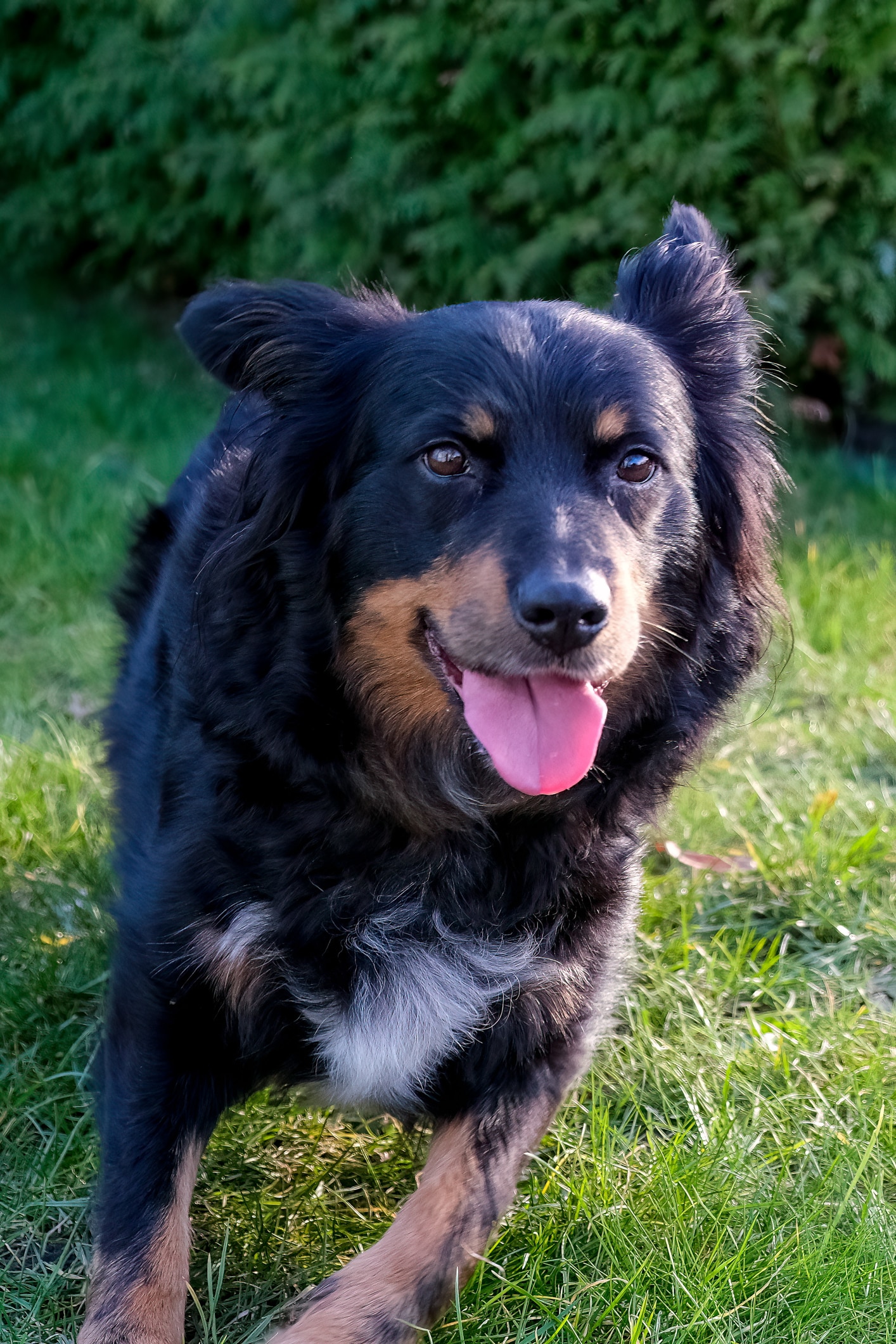Shollie Dog Breed Information & Characteristics
