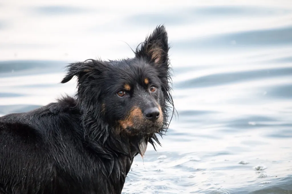 A Shollie dog in the water.