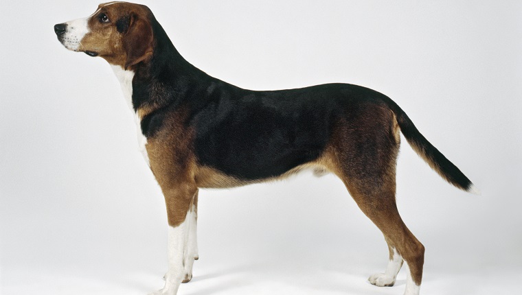 Hamilton hound puppies for sale top