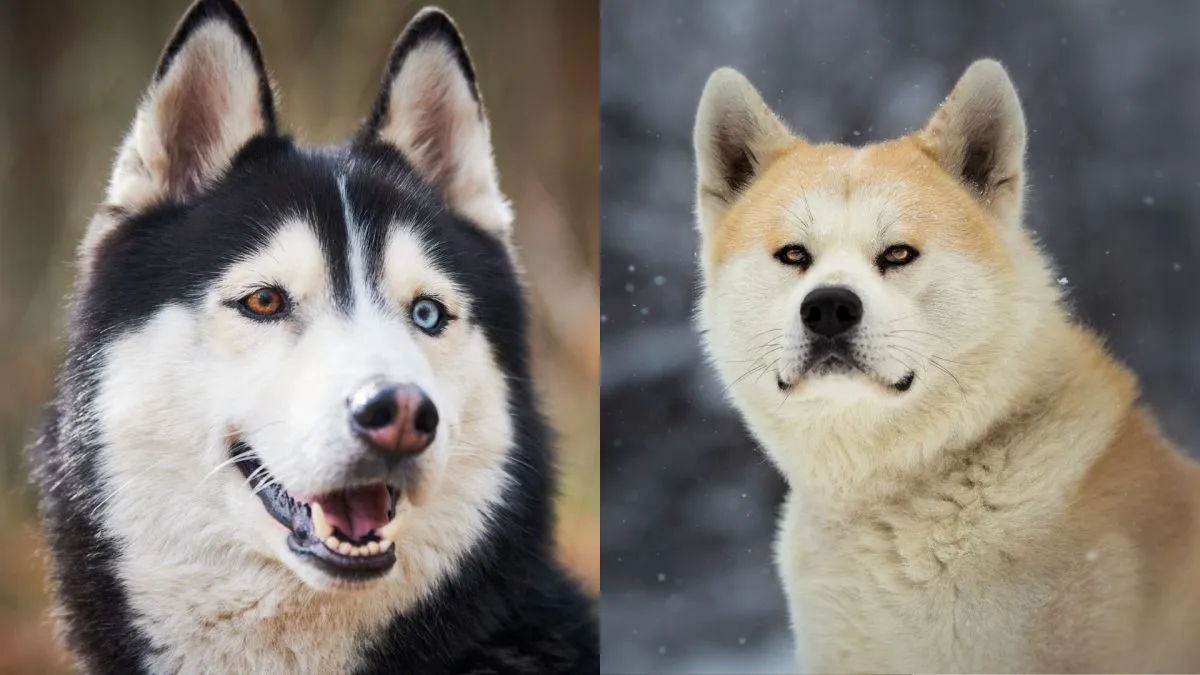 Husky designer sales breeds
