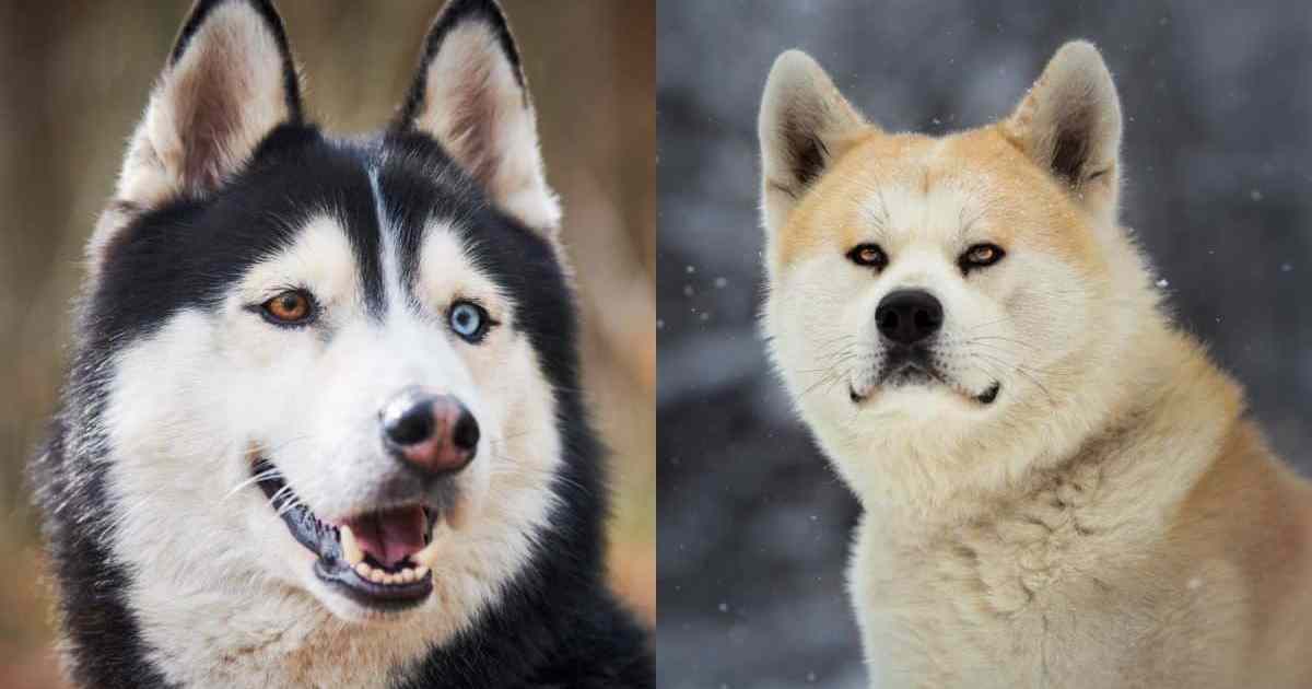 Pinto Siberian Husky