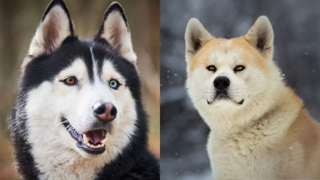 A collage of a Siberian Husky and Akita, the parent breeds of the Huskita.
