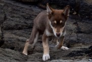 A fun shot of a husky and australian shepherd crossed puppy playing on the rocky coast of Brittany, France.