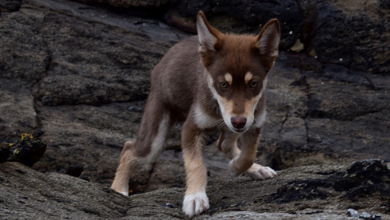 A fun shot of a husky and australian shepherd crossed puppy playing on the rocky coast of Brittany, France.