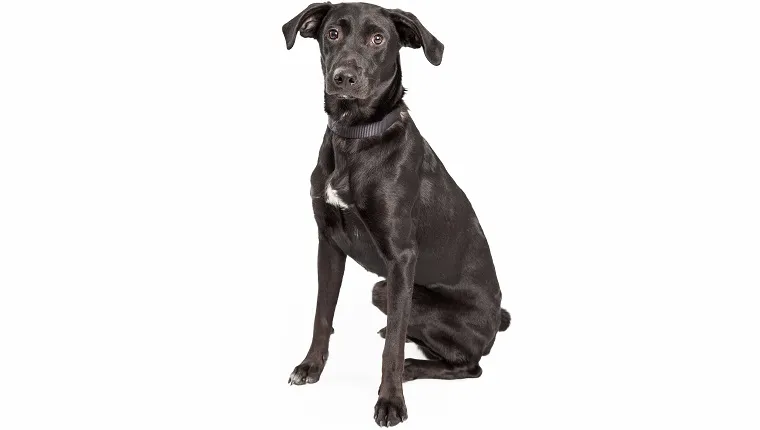 A very attentive Australian Shepherd and Labrador Retriever Mix Breed Dog sitting at an angle while looking forward.