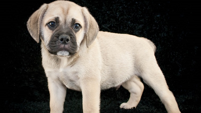 Beagle bulldog deals mix puppies