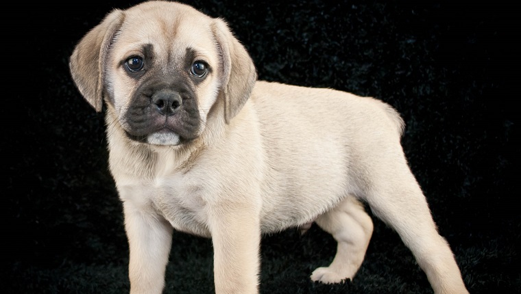 Cute little beabull puppy standing on a black background.