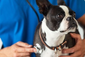 Boston Terrier dog being examined by a vet using stethoscope. Professional veterinarian examining his patient cute puppy. Closeup of hand using a stethoscope on a puppy.