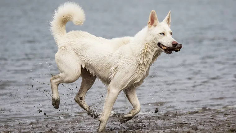 Husky malamute cheap mix white