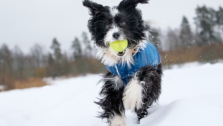 A happy black and white dog dressed in a blue jacket plays around in the snow on a grey winters day in Sweden.