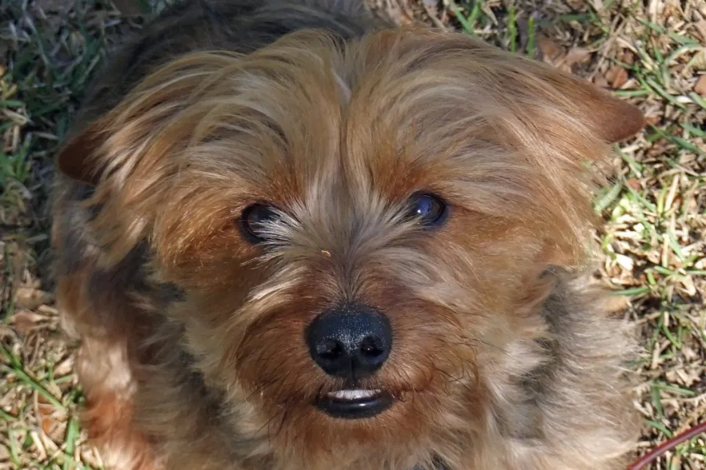 A young Dorkie, a Dachshund and Yorkshire Terrier mix, looks up to the camera outside.