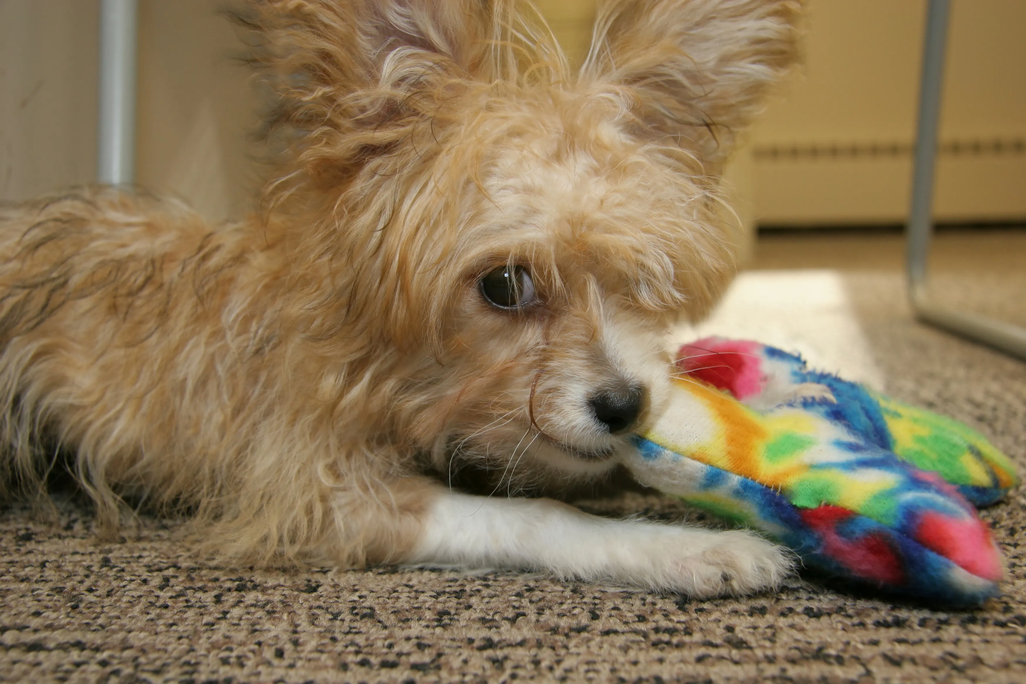 Papillon and poodle mix fashion