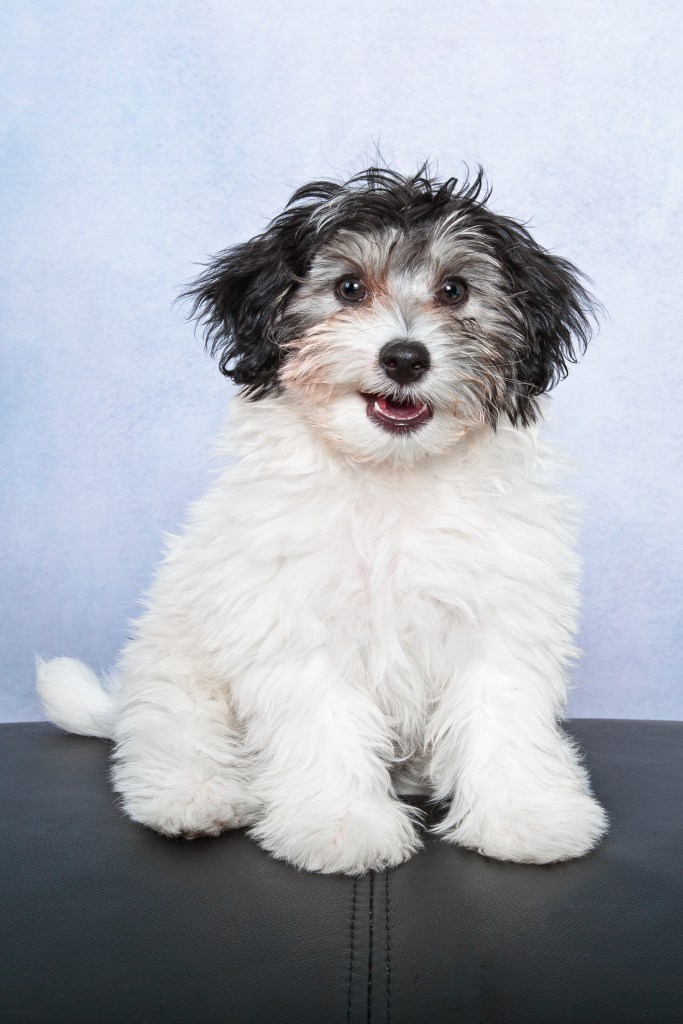 A Papipoo, a Papillon/Toy Poodle, smiles for the camera. 