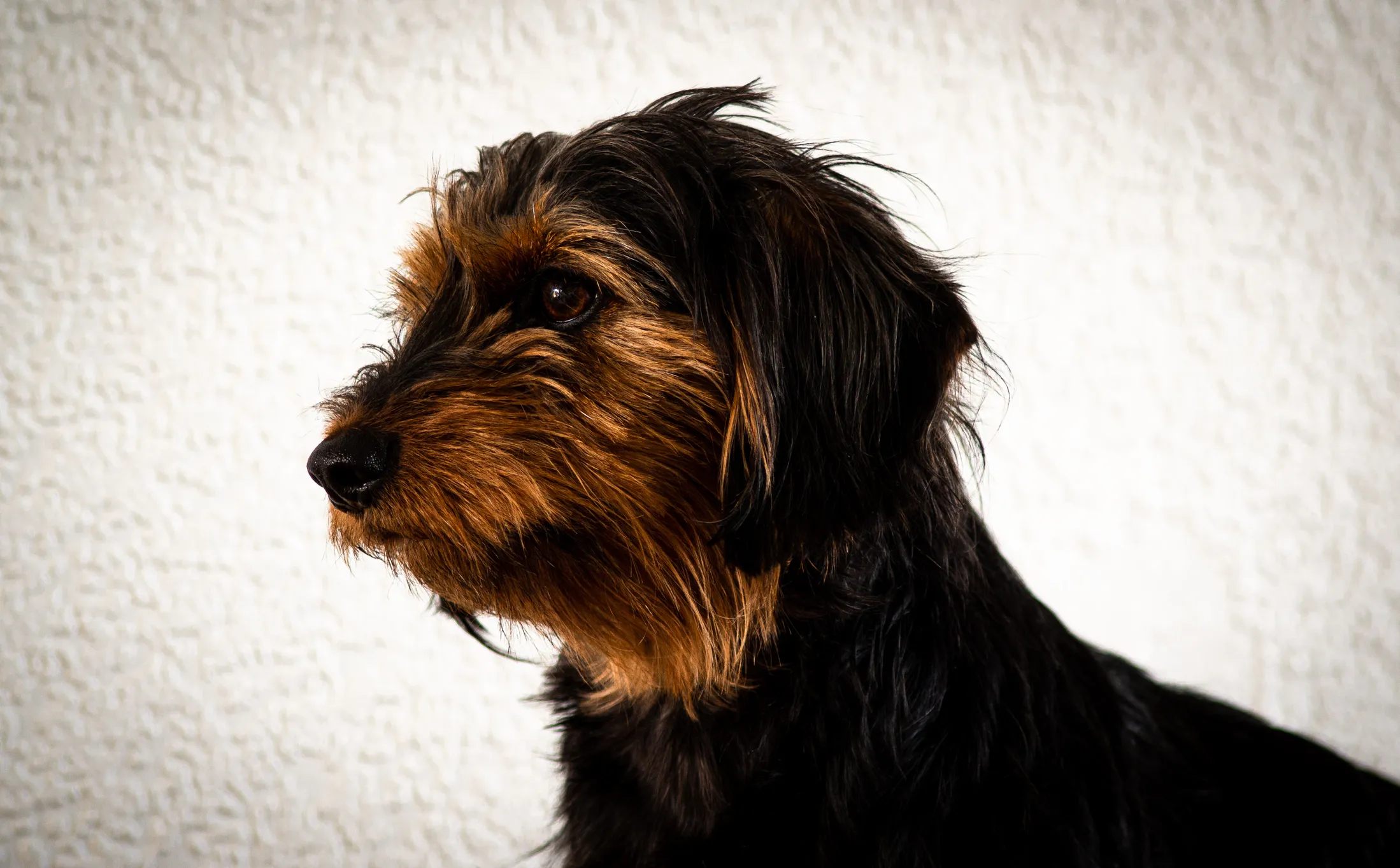 Dorkie Dog Breed Information & Characteristics