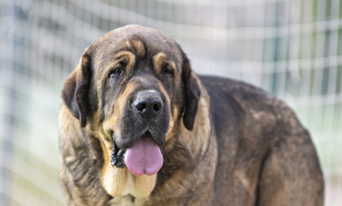 Spanish Mastiff Dog Breed Information & Characteristics