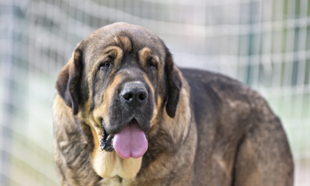 Close-up of a brown and black Spanish Mastiff.