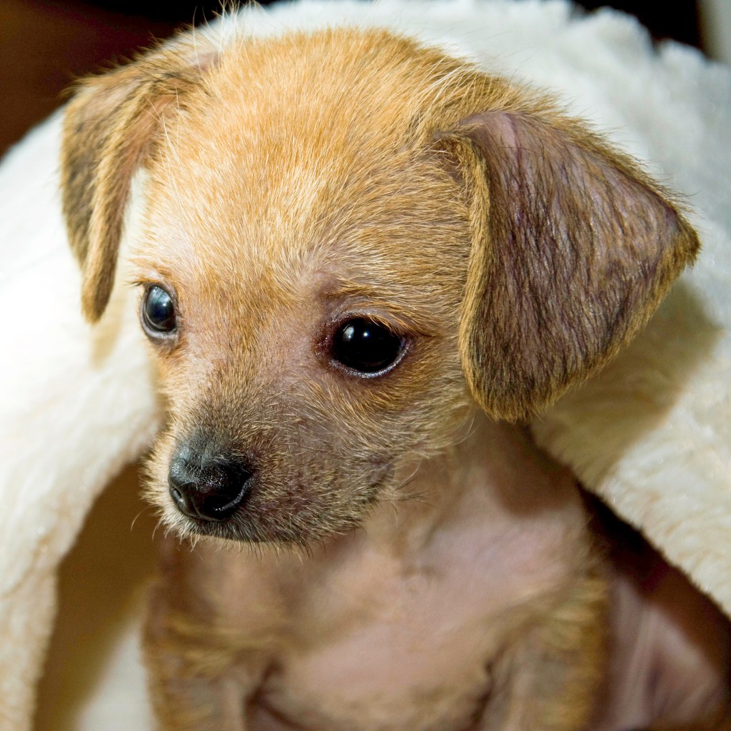 This puppy is a ChiChi which is a Chinese Crested and Chihuahua cross.