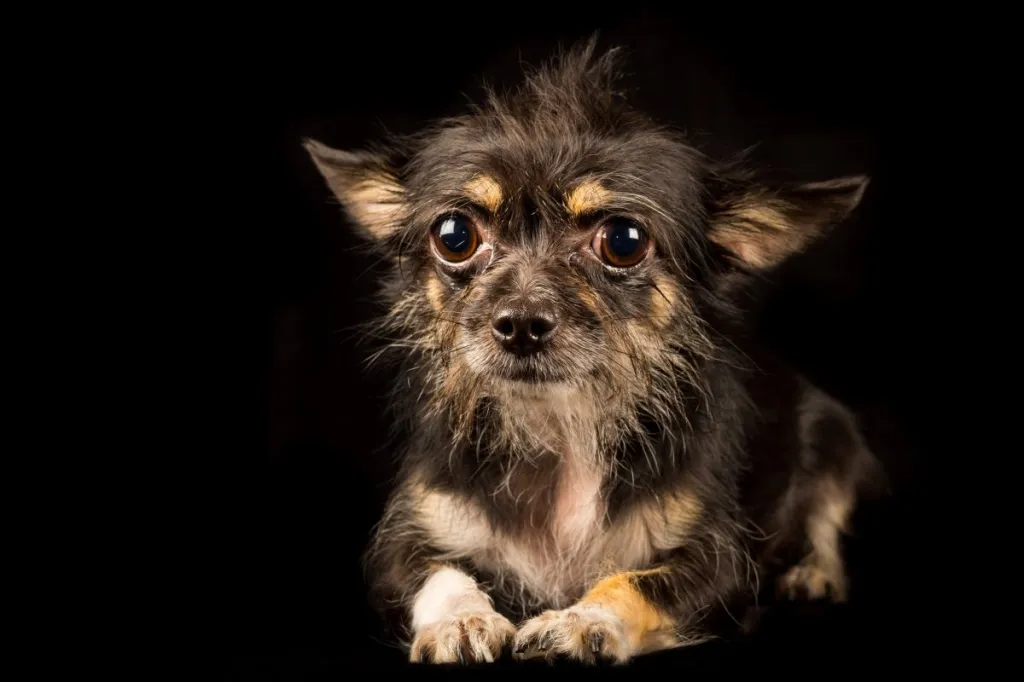 A Chorkie, a Chihuahua / Yorkshire Terrier mix, poses in front of a black background.