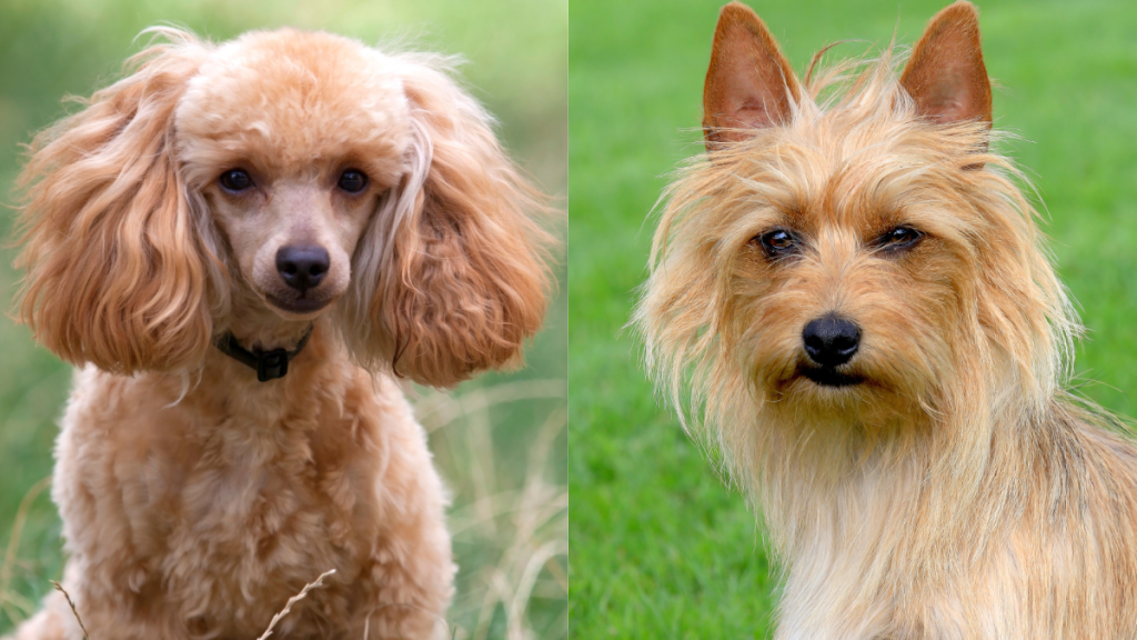 A collage of the parent breeds of the Terripoo, a cross between a Miniature Poodle and an Australian Terrier.