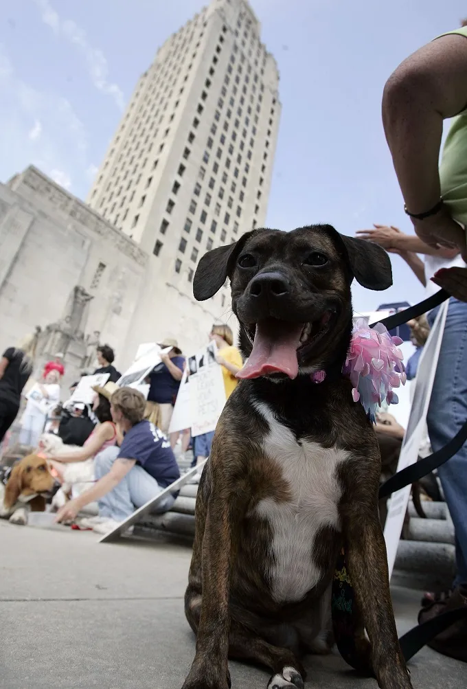 BATON ROUGE, LA - APRIL 17: Honey, a Boston Terrier/Boxer mix sits with her owner during a rally to support Senate Bill 607 by U.S. Senator Clo Fontenot (R-LA) at the Capitol Building April 17, 2006 in Baton Rouge, Louisiana. The bill would require plans for the humane evacuation and sheltering of service animals and household pets in a time of disaster. 