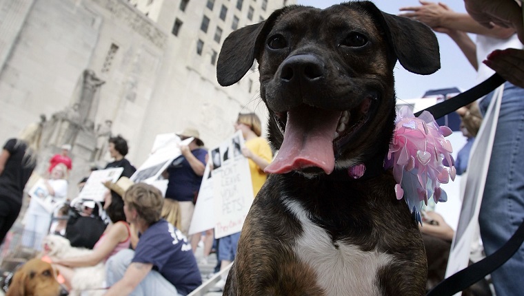BATON ROUGE, LA - APRIL 17: Honey, a Boston Terrier/Boxer mix sits with her owner during a rally to support Senate Bill 607 by U.S. Senator Clo Fontenot (R-LA) at the Capitol Building April 17, 2006 in Baton Rouge, Louisiana. The bill would require plans for the humane evacuation and sheltering of service animals and household pets in a time of disaster.