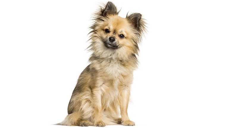 Chi-chi, mixed breed Chinese Crested Dog and Chihuahua sitting against white background