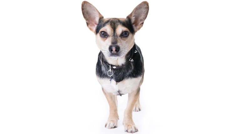 Chihuahua corgi dog (chigi) standing, white background