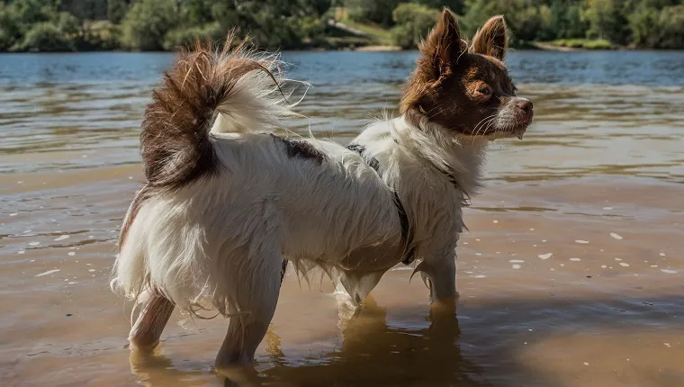 My papillon crossed chihuahua playing in the lake