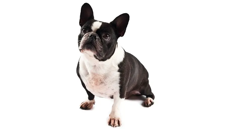 Studio photo of mix between French bulldog and Boston terrier.