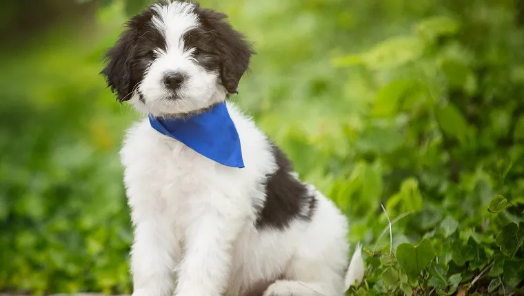 A Sheepadoodle puppy on a stone wall.