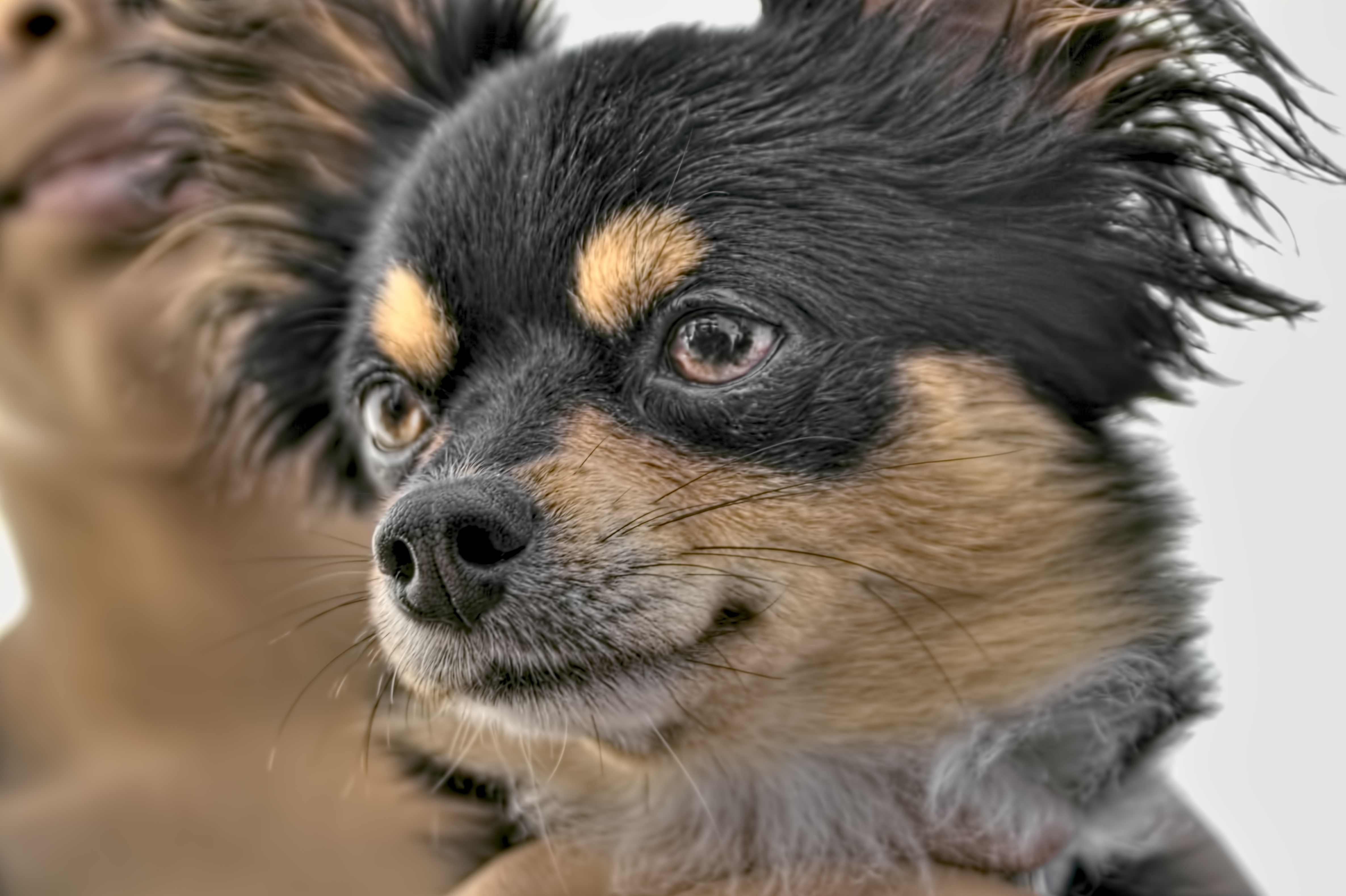 Six months old Affenhuahua is a small dog. It is a cross between the Affenpinscher and the Chihuahua.