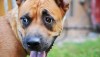 Akita and pit bull mix breed dog, startled and looking at something behind him and off-screen.