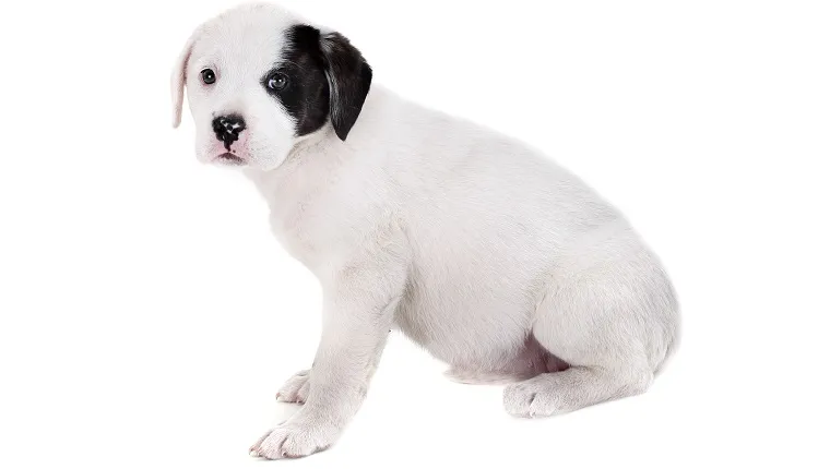 Labrador and bulldog mix puppy on a white background