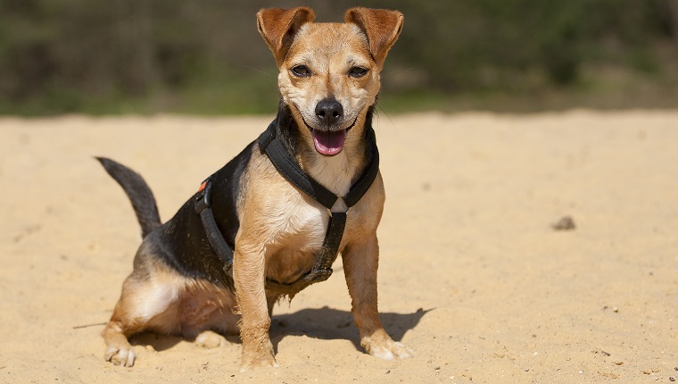 The smile of a Dachshund/Jack Russel Terrier Mix!A dog sitting in the yellow sand showing his happy face!