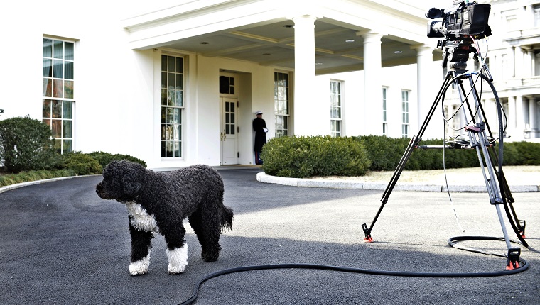 Bo, US President Barack Obama's dog, is seen outside the West Wing of the White House February 11, 2014 in Washington, DC. AFP PHOTO/Brendan SMIALOWSKI 