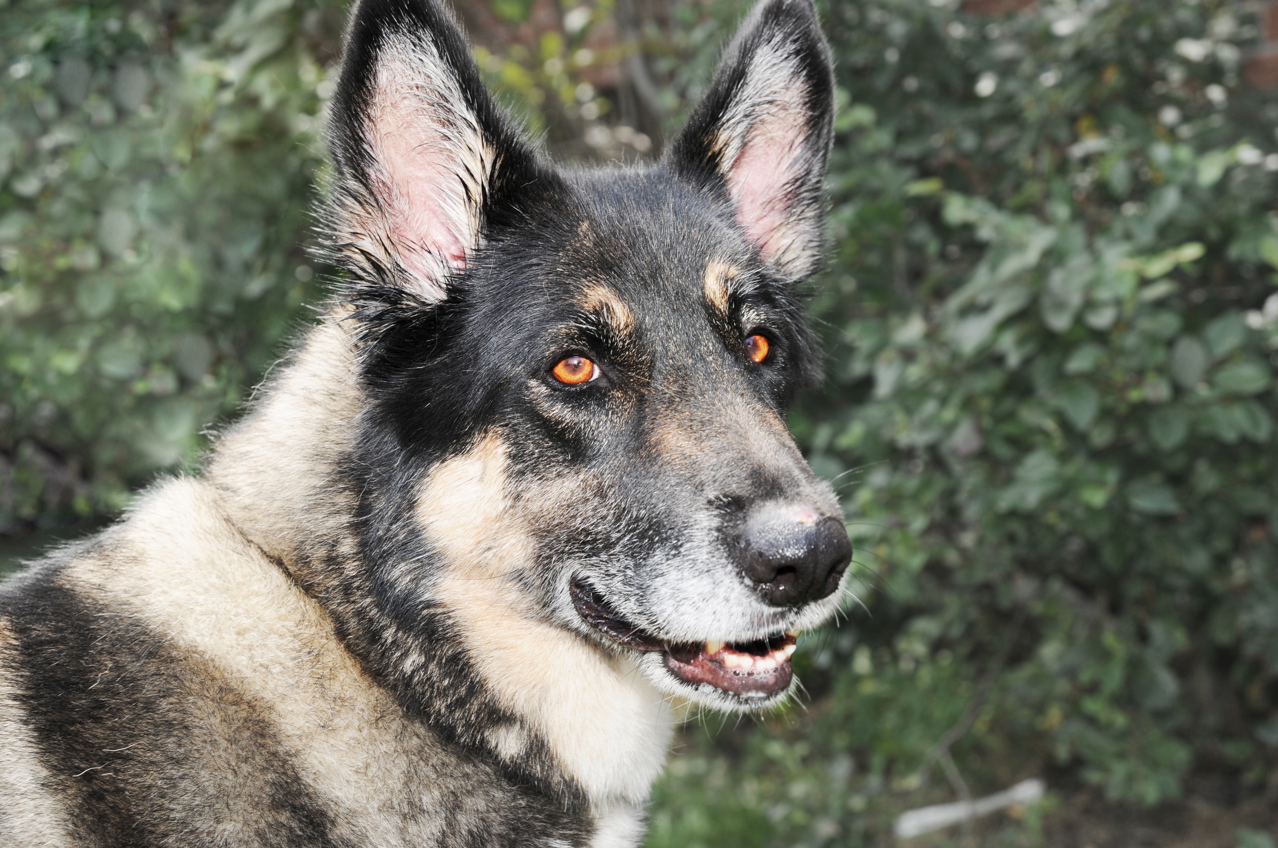 Beautiful German Shepherd and Akita mix breed dog.