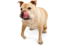 A cute English Bulldog and Chinese Shar-Pei mixed breed dog walking towards food with tongue out.