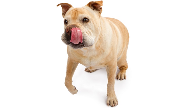 A cute English Bulldog and Chinese Shar-Pei mixed breed dog walking towards food with tongue out.
