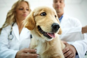 Middle aged male and femal vets examining Golden retriever puppy. The dog looks frightened and sad but she's just an actor here, otherwise completely healthy. Low angle view.