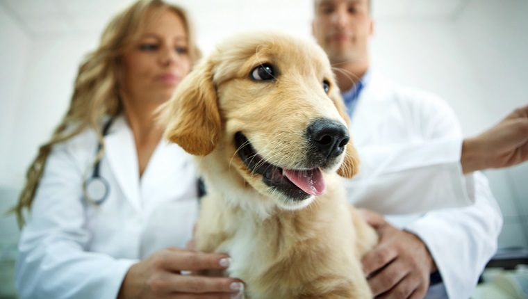 Middle aged male and femal vets examining Golden retriever puppy. The dog looks frightened and sad but she's just an actor here, otherwise completely healthy. Low angle view.