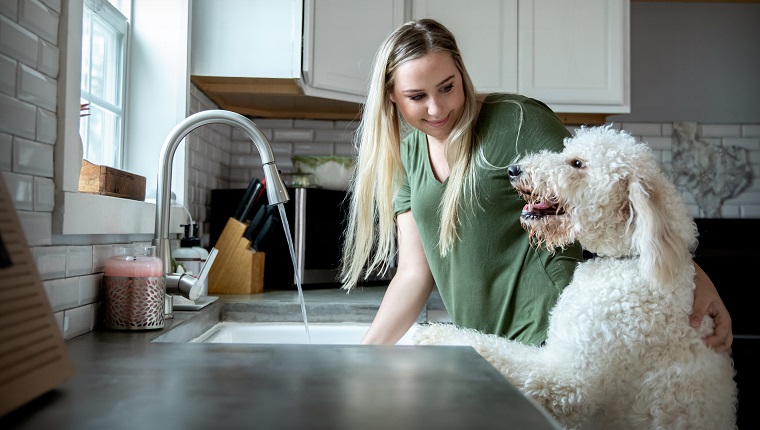 Young woman plays with Goldendoodle puppy while she washes dishes at home in kitchen
