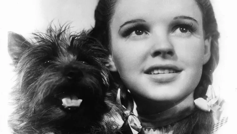 Judy Garland holding her dog Toto in a scene from the film 'The Wizard Of Oz', 1939. (Photo by Metro-Goldwyn-Mayer/Getty Images)