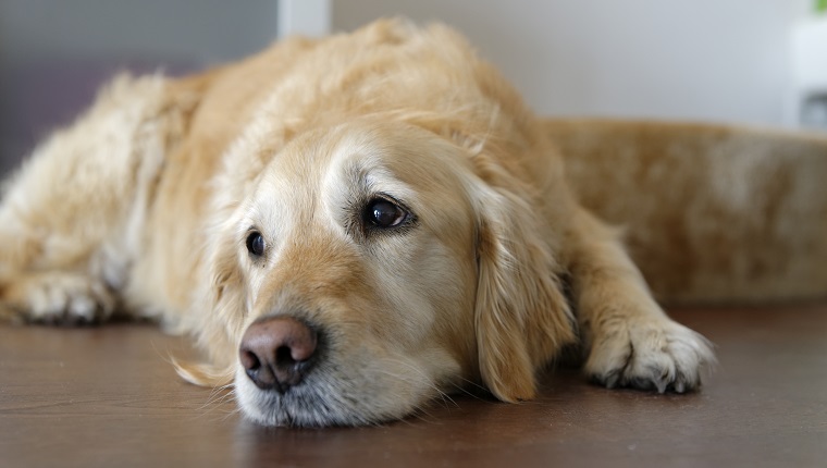 7 Signs Your Dog Is Having A Seizure - DogTime