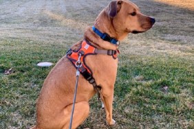 archer with his embark adventure dog harness