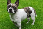 Chibull, cross between French bulldog and chihuahua