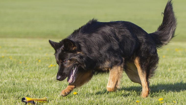 are german shepherds prone to panting