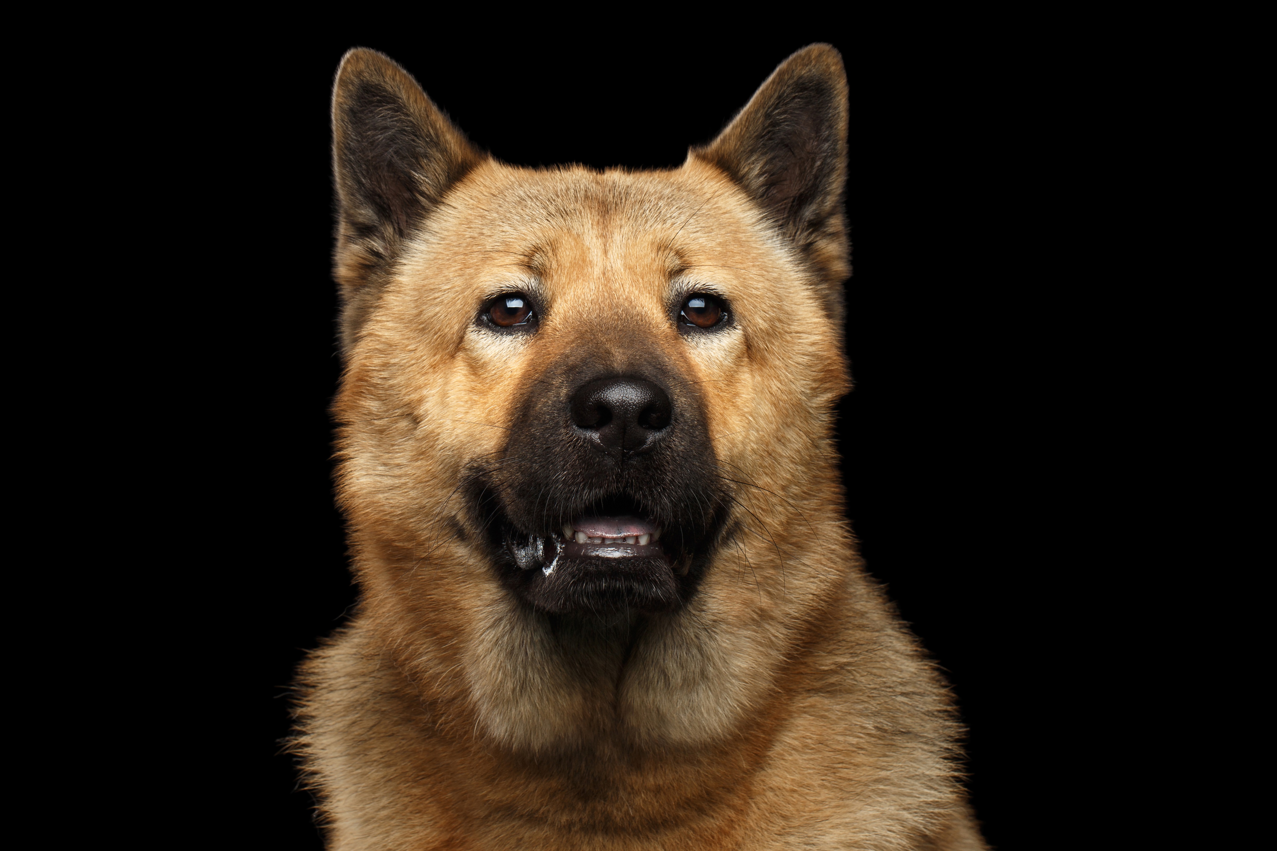 akita temperament how does this large breed behave